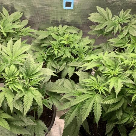 Gorilla crush by joti