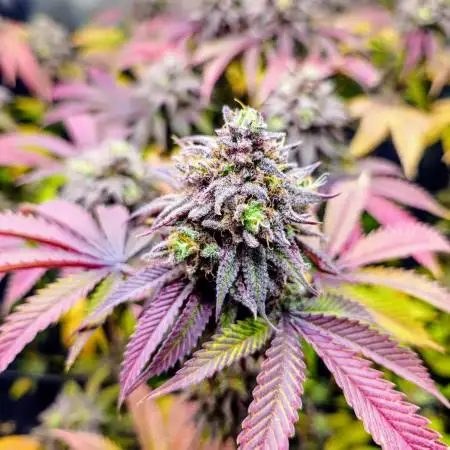 Blueberry Cupcake x MAC1