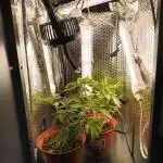 Bag seed microgrow