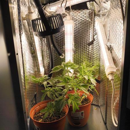 Bag seed microgrow