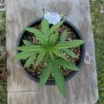 First try at auto outdoors