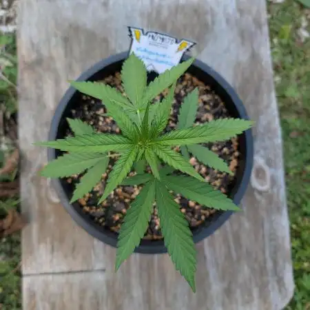First try at auto outdoors