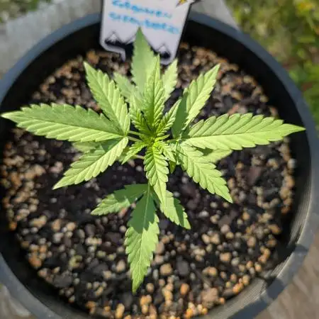 First try at auto outdoors
