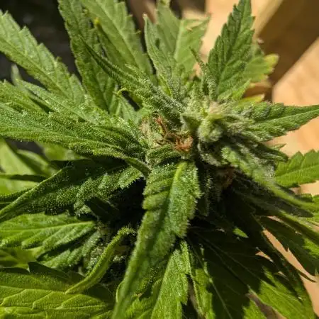 First try at auto outdoors