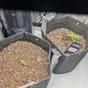 Fast Buds & Mephisto