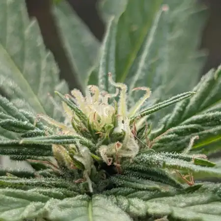 First try at auto outdoors