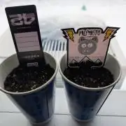 Fast Buds & Mephisto