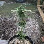 First try at auto outdoors