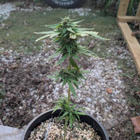 First try at auto outdoors