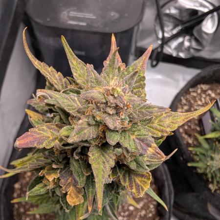 Fast Buds & Mephisto