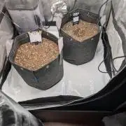 Fast Buds & Mephisto