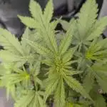 Acid Rain