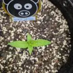 Black Herer