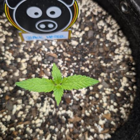 Black Herer