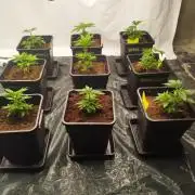 Perfect tree exotique genetix