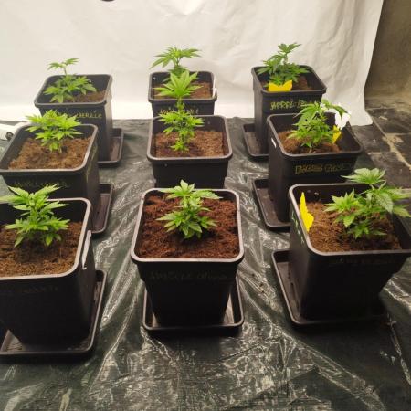 Perfect tree exotique genetix