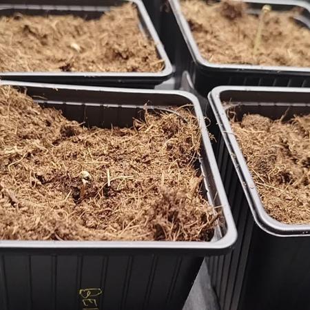 Perfect tree exotique genetix