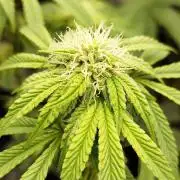 Perfect tree exotique genetix