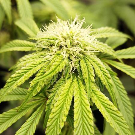 Perfect tree exotique genetix