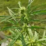 Cookie's Crop :)