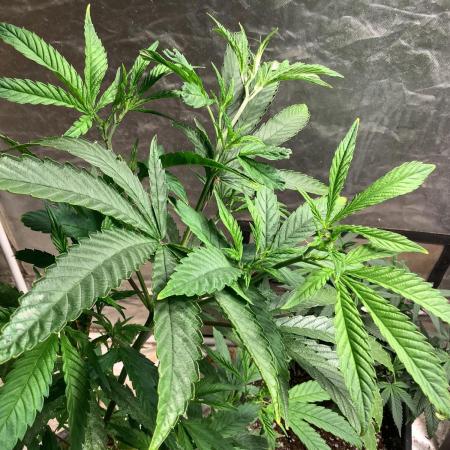 Skunk #1 preservation run by JAHSeeds