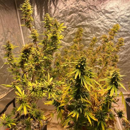 Skunk #1 preservation run by JAHSeeds
