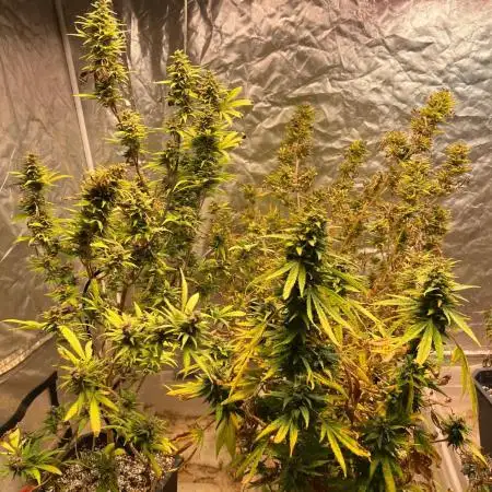 Skunk #1 preservation run by JAHSeeds