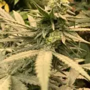 Skunk #1 preservation run by JAHSeeds