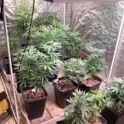 Skunk #1 preservation run by JAHSeeds