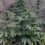 Kush Berry Preservation Run