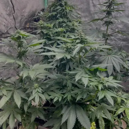 Kush Berry Preservation Run