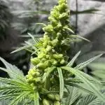 Kush Berry Preservation Run