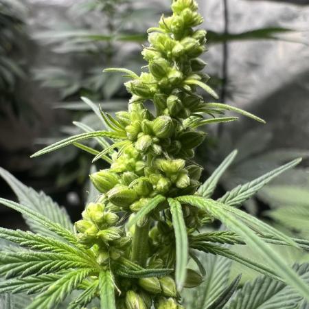 Kush Berry Preservation Run