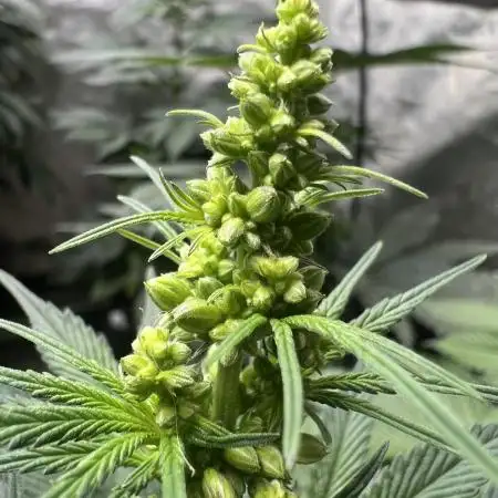 Kush Berry Preservation Run