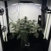 GRAND DADDY PURPLE AUTO