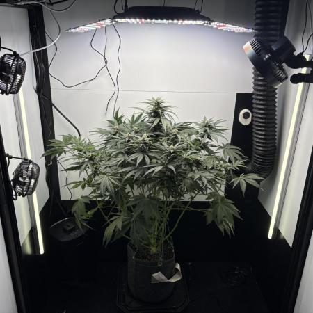 GRAND DADDY PURPLE AUTO