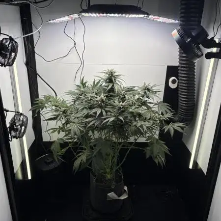 GRAND DADDY PURPLE AUTO