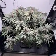 GRAND DADDY PURPLE AUTO