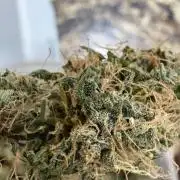 Northern Lights Auto