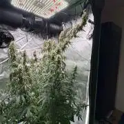 Northern Lights Auto