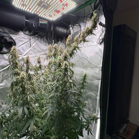 Northern Lights Auto