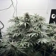 GRAND DADDY PURPLE AUTO