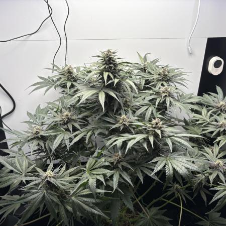 GRAND DADDY PURPLE AUTO