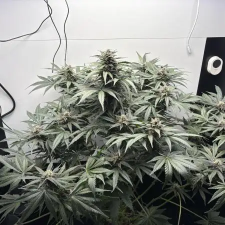 GRAND DADDY PURPLE AUTO