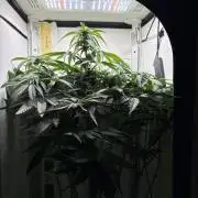 GRAND DADDY PURPLE AUTO