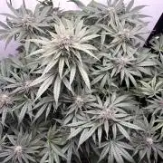 GRAND DADDY PURPLE AUTO