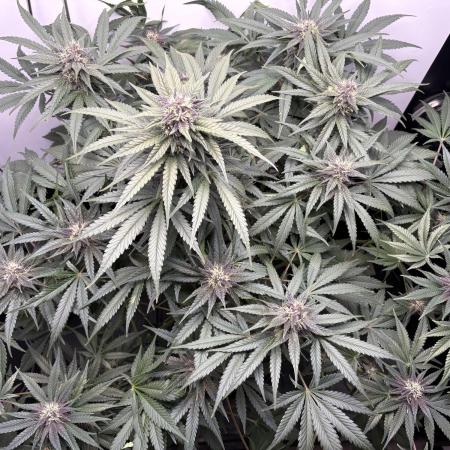 GRAND DADDY PURPLE AUTO