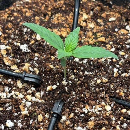 Blue Dream Auto