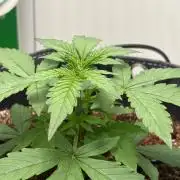 Northern Lights Auto