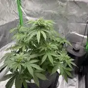 Northern Lights Auto